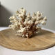 Vintage white coral