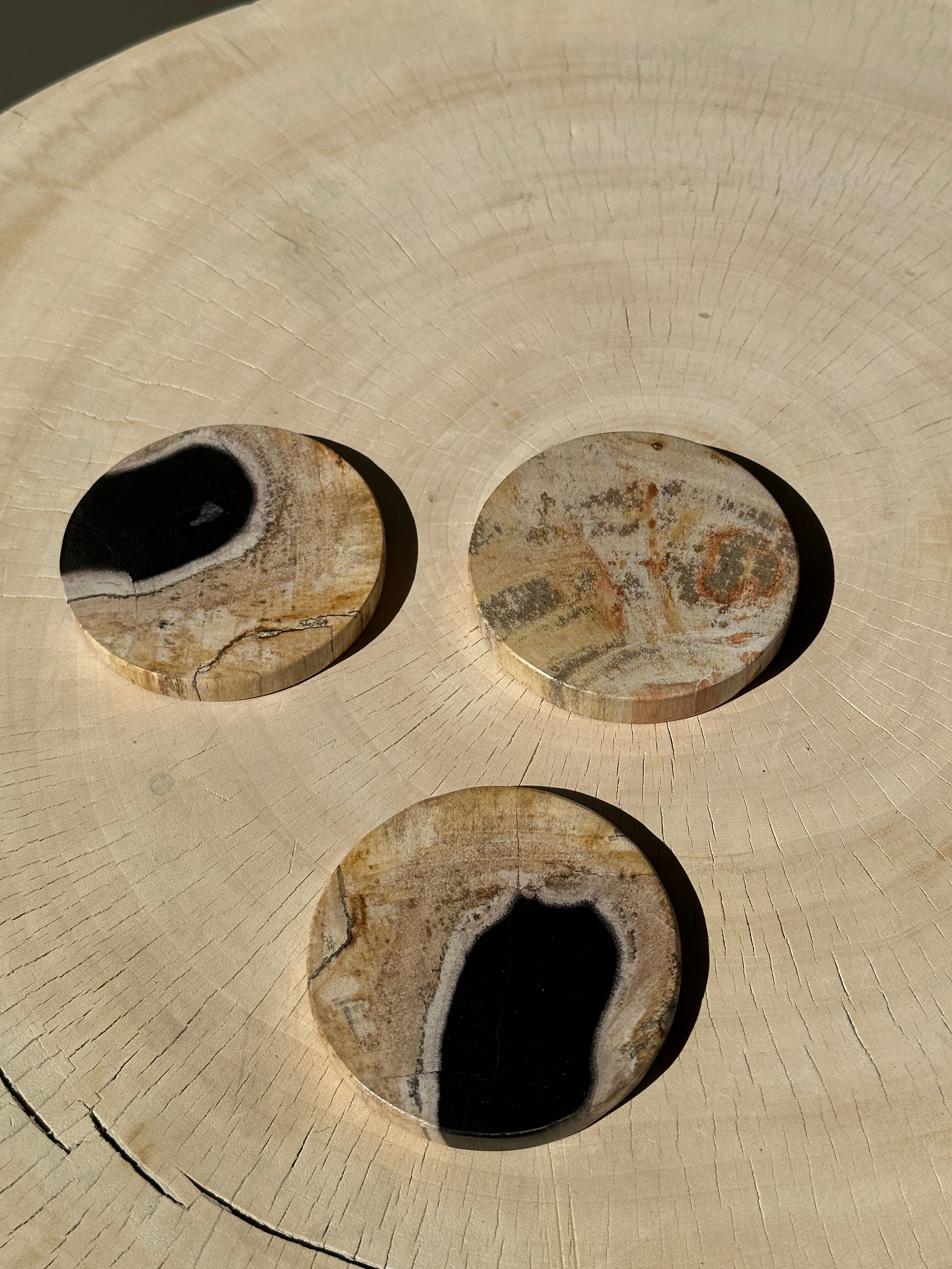 Set of 3 fossilized wooden coasters (clear)