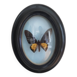 Naturalized butterfly round frame