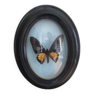 Naturalized butterfly round frame