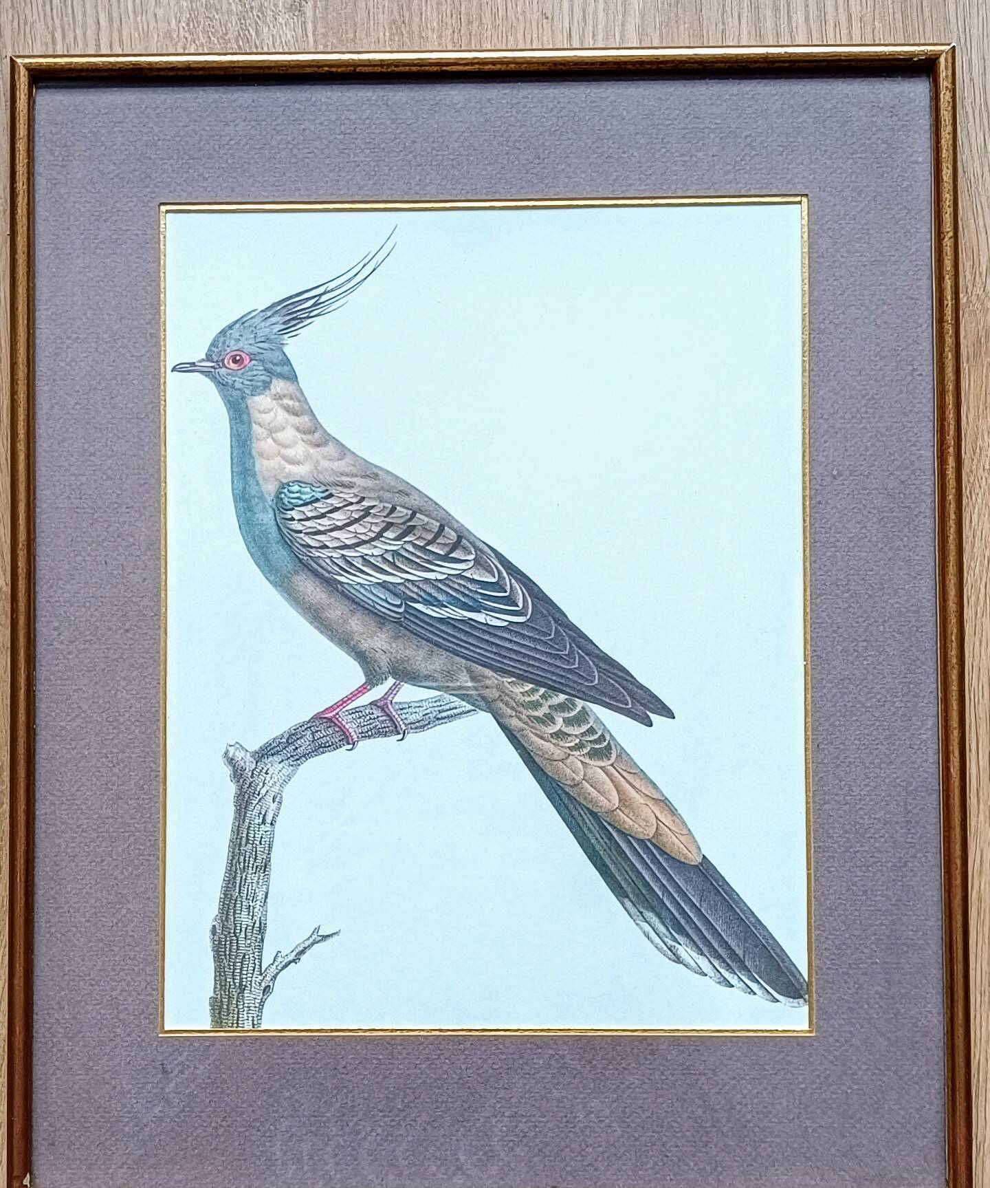 Set of 2 old bird frames, vintage ornithological paintings