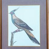 Set of 2 old bird frames, vintage ornithological paintings