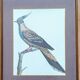 Set of 2 old bird frames, vintage ornithological paintings