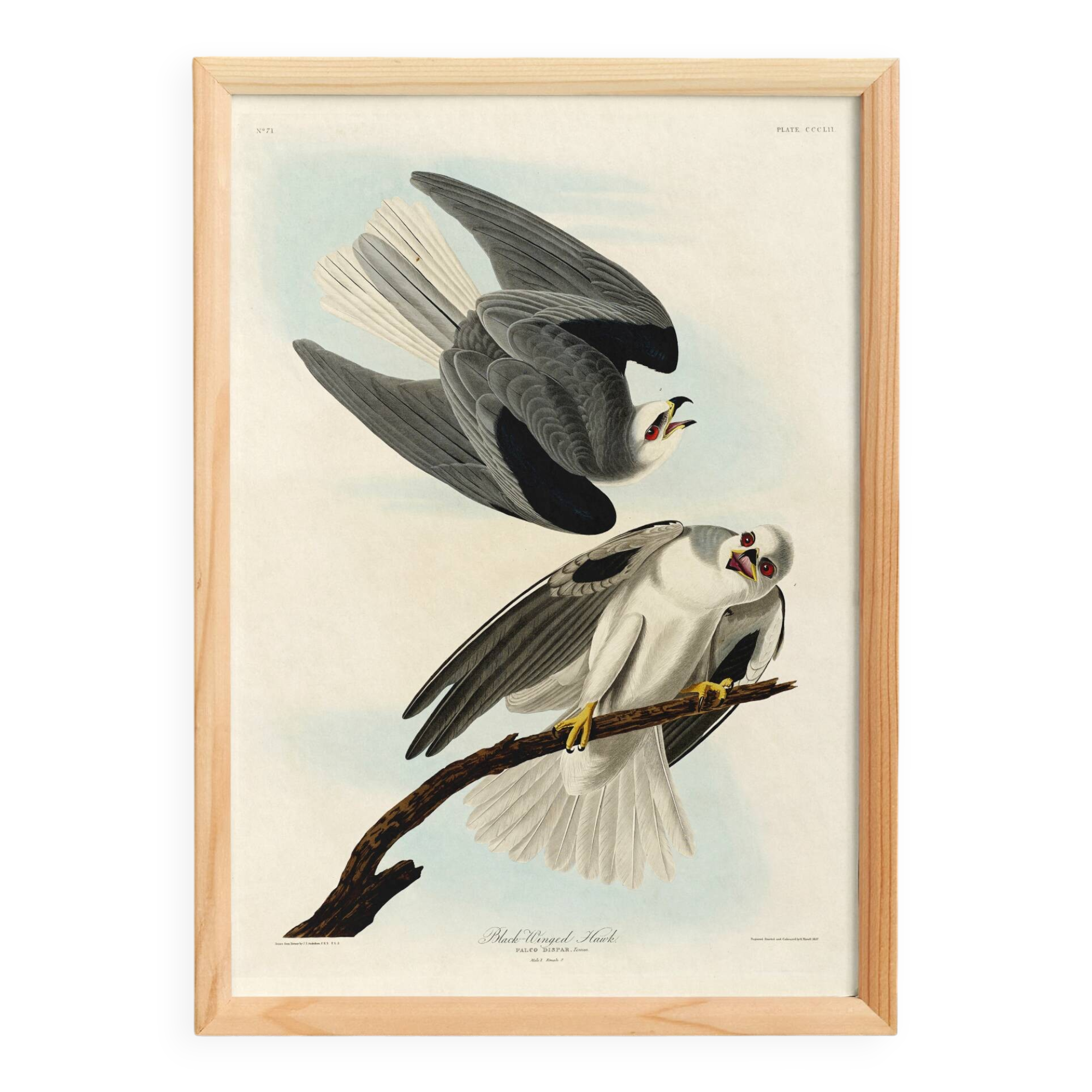 Poster about the White Kite, based on an old engraving from 1827.