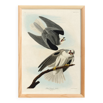 Poster about the White Kite, based on an old engraving from 1827.