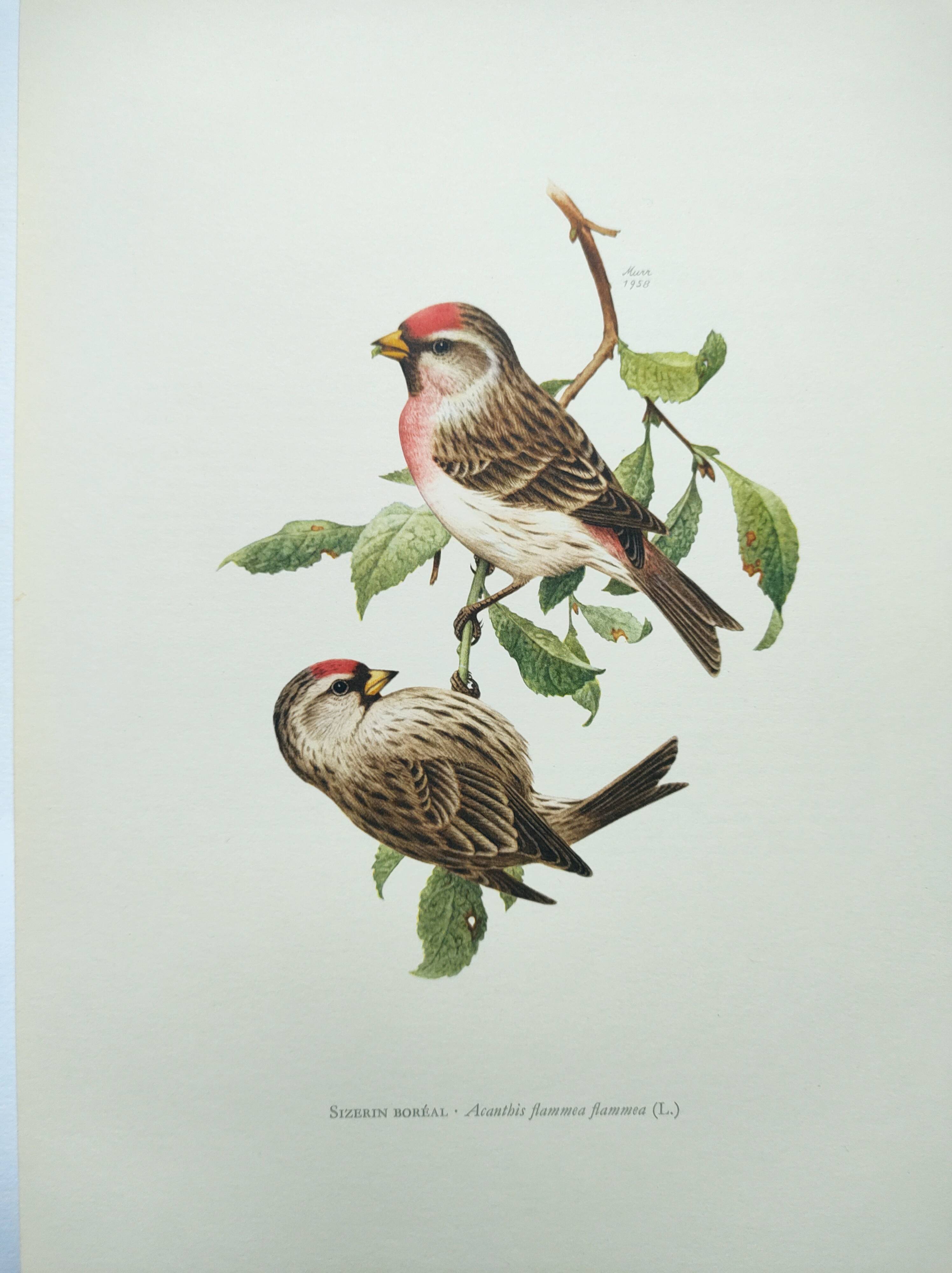 Old vintage bird board from the 60s Sizerin Boréal Ornithological illustration