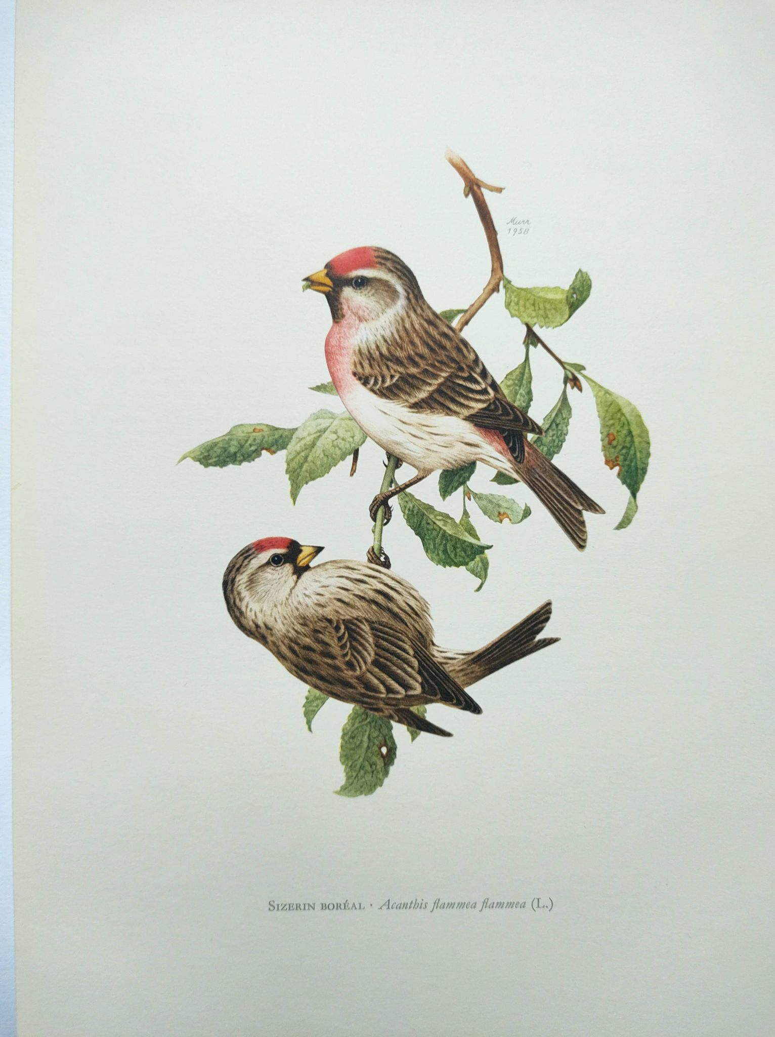 Planche oiseaux ancienne vintage des années 60 Sizerin Boréal Illustration ornithologique