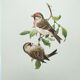 Old vintage bird board from the 60s Sizerin Boréal Ornithological illustration