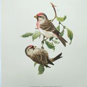 Planche oiseaux ancienne vintage des années 60 Sizerin Boréal Illustration ornithologique