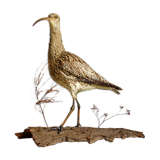 Stuffed bird "Eurasian Curlew" on plant base