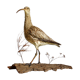 Stuffed bird "Eurasian Curlew" on plant base