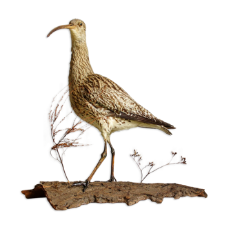 Stuffed bird "Eurasian Curlew" on plant base