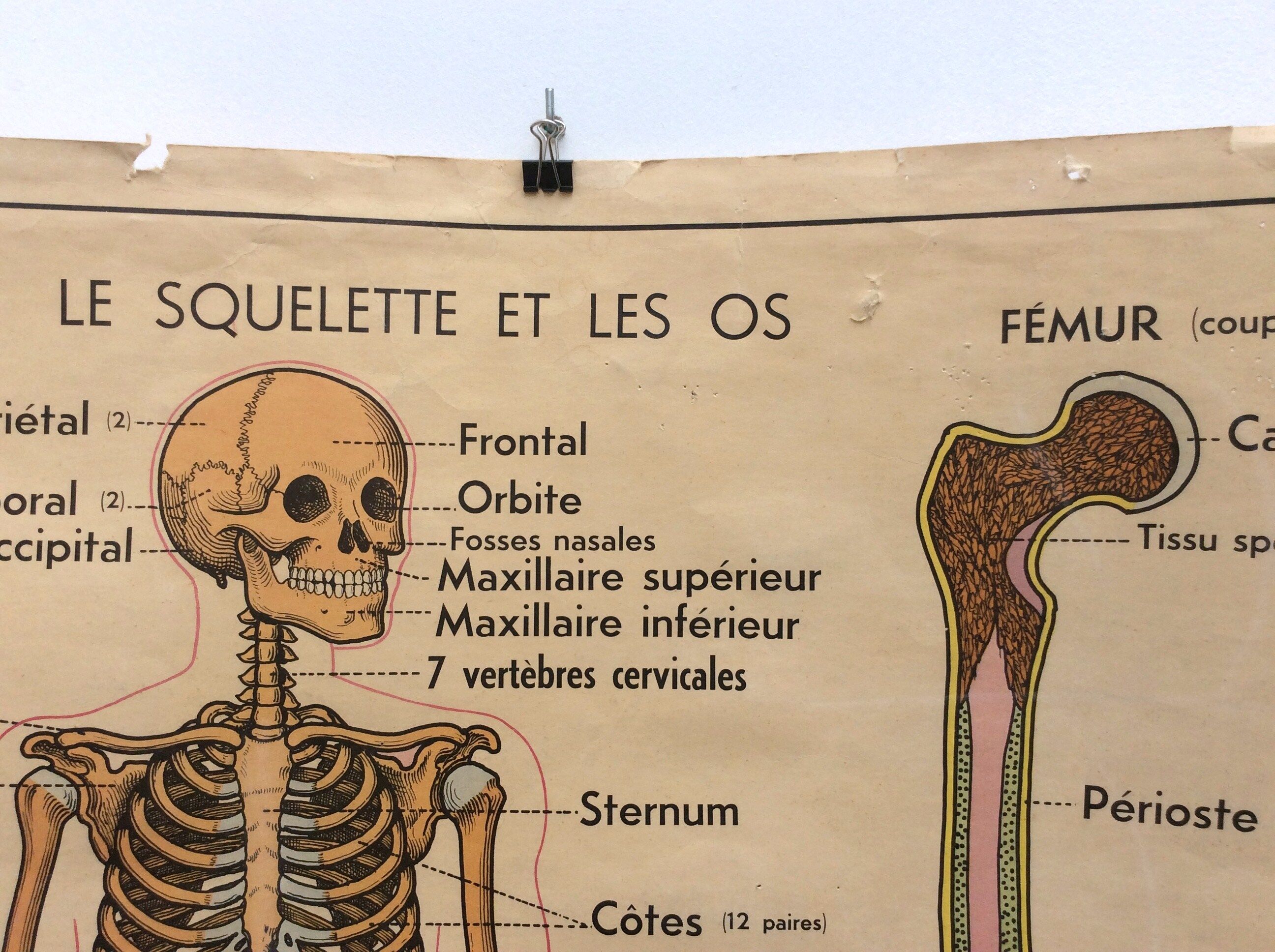 Affiche anatomie le squelette / les articulations
