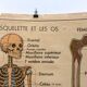 Affiche anatomie le squelette / les articulations