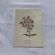 Planche botanique gravure florale naturaliste 19eme