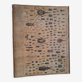 Educational board Natural history of beetles n°187 - Bouasse-Lebel Paris encyclopedia