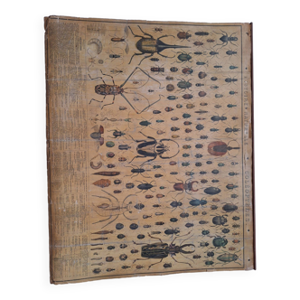 Educational board Natural history of beetles n°187 - Bouasse-Lebel Paris encyclopedia