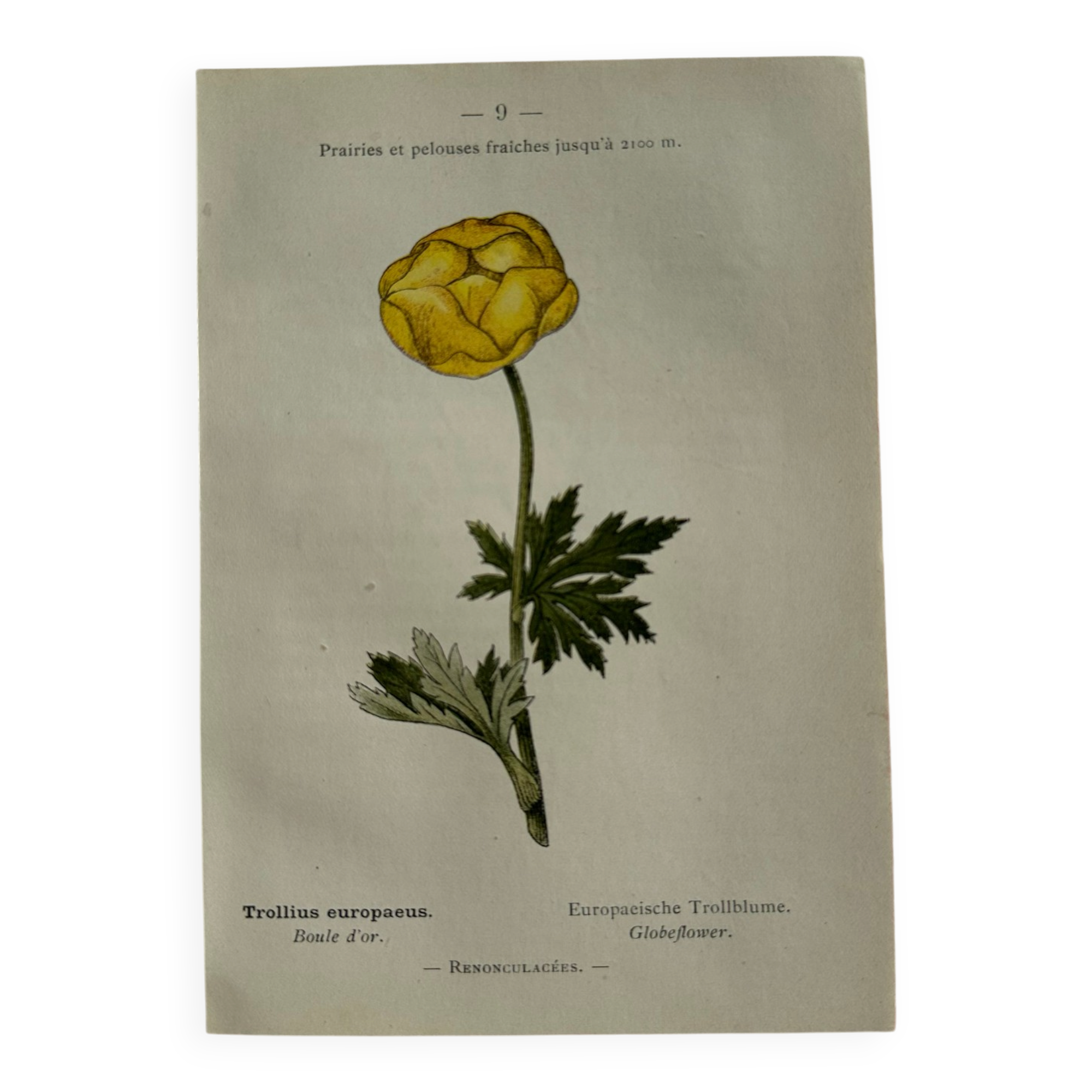 Naturalist Plate – 19th Century Botanical Engraving, Double-Sided