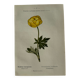 Naturalist Plate – 19th Century Botanical Engraving, Double-Sided