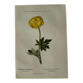 Planche Naturaliste – Gravure botanique ancienne 19eme  recto verso