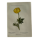 Naturalist Plate – 19th Century Botanical Engraving, Double-Sided