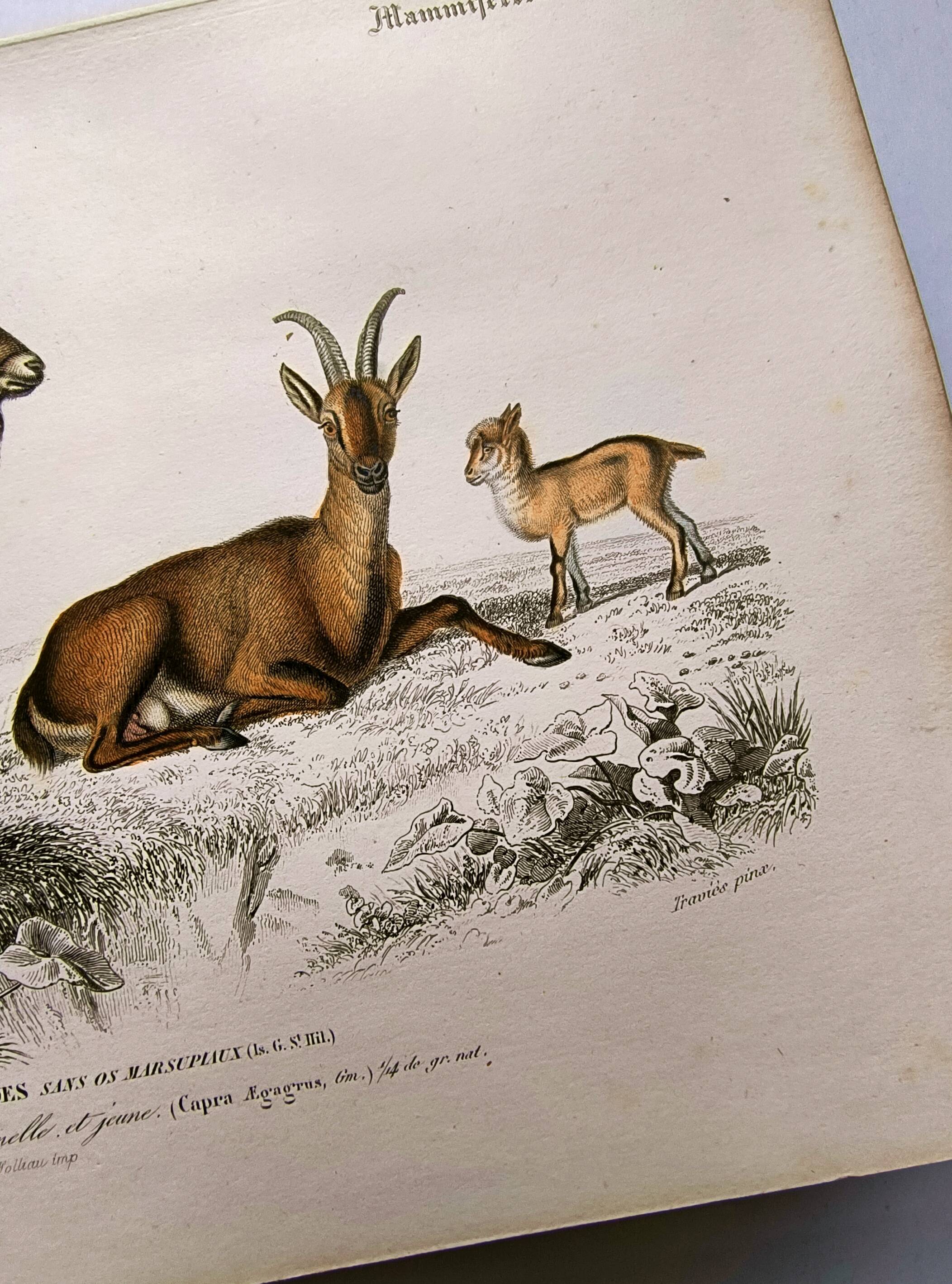 Old engraving from 1849. Egagre by E.Travies. Atlas of Orbigny. color