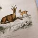 Old engraving from 1849. Egagre by E.Travies. Atlas of Orbigny. color