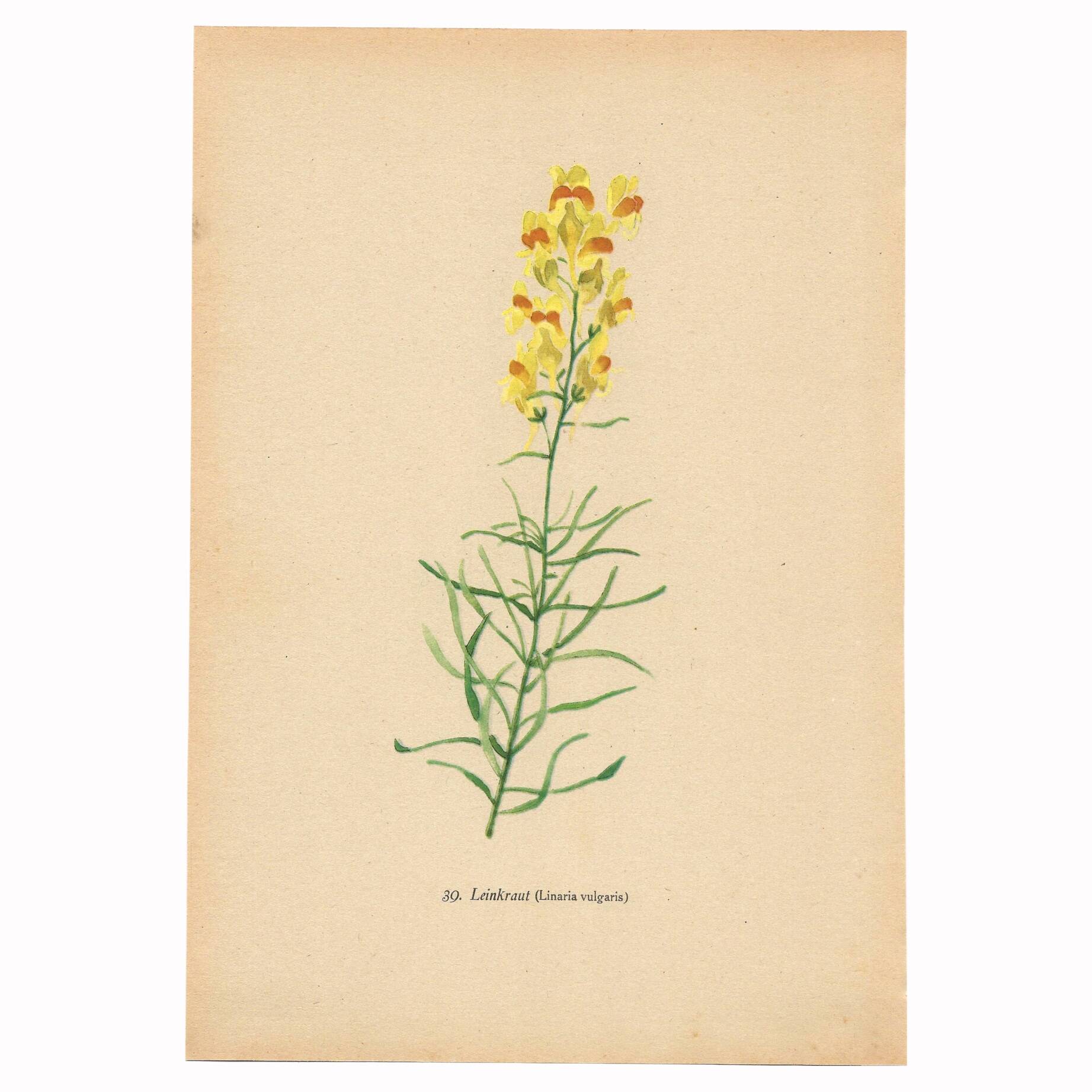 Old print 1948 - Linear by H. Strache - Vintage meadow flower