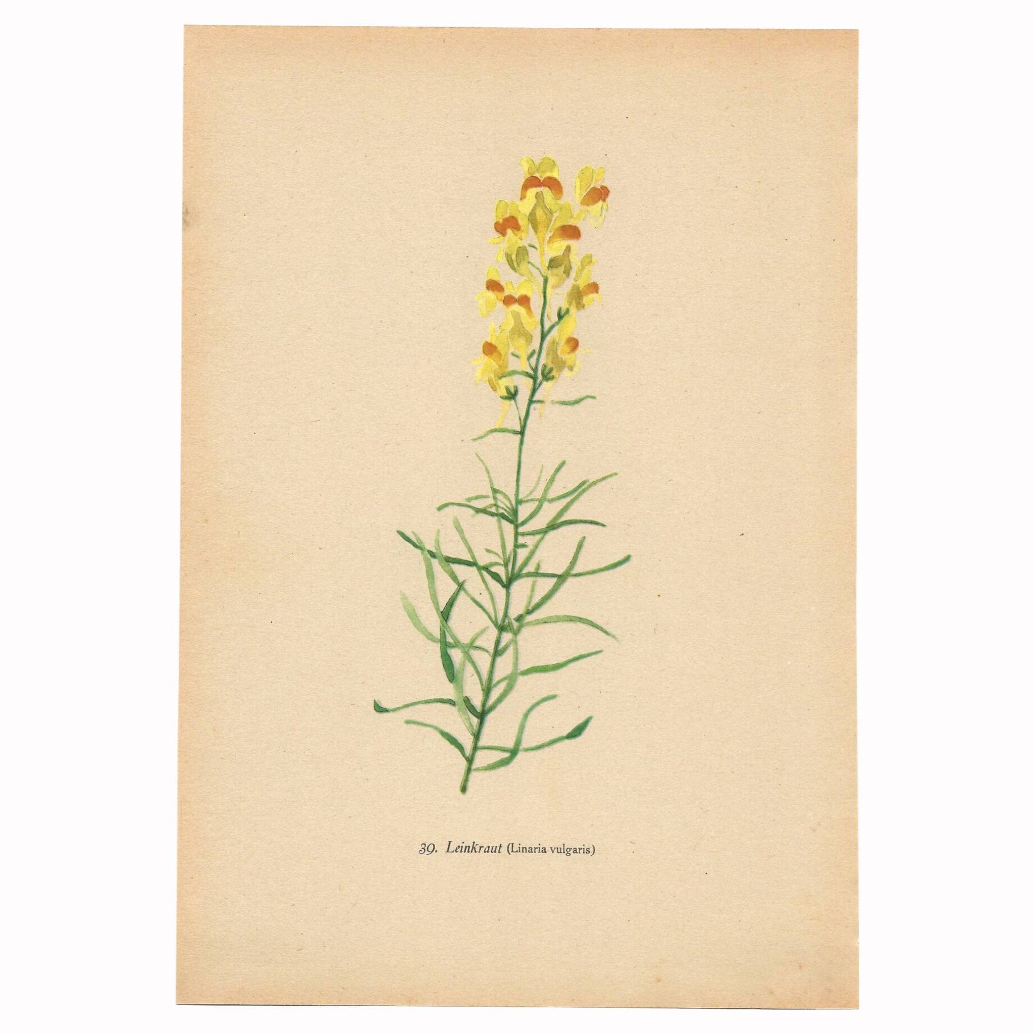 Old print 1948 - Linear by H. Strache - Vintage meadow flower