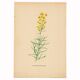Old print 1948 - Linear by H. Strache - Vintage meadow flower