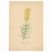 Old print 1948 - Linear by H. Strache - Vintage meadow flower