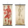 Ensemble de 2 anciennes cartes anatomiques, 1900