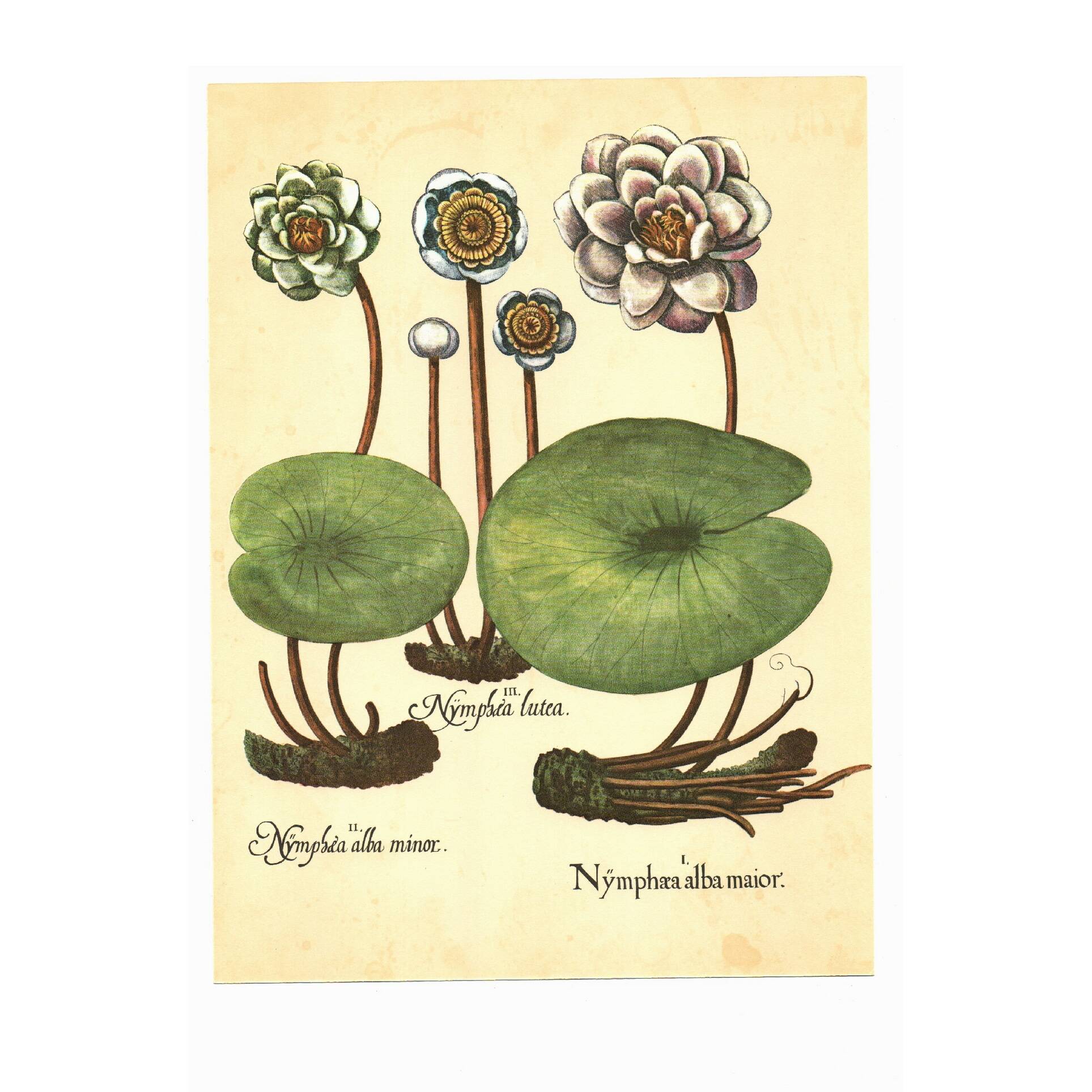 Old illustration 1959 - Water Lilies - aquatic plant botanical flowers