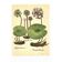 Old illustration 1959 - Water Lilies - aquatic plant botanical flowers