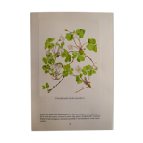 Botanical plate Oxalide sorrel