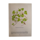 Botanical plate Oxalide sorrel