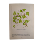 Botanical plate Oxalide sorrel