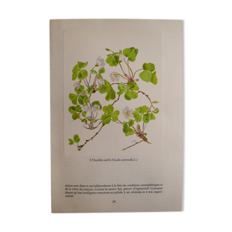 Botanical plate Oxalide sorrel