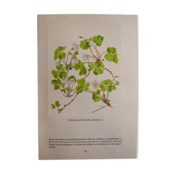 Botanical plate Oxalide sorrel