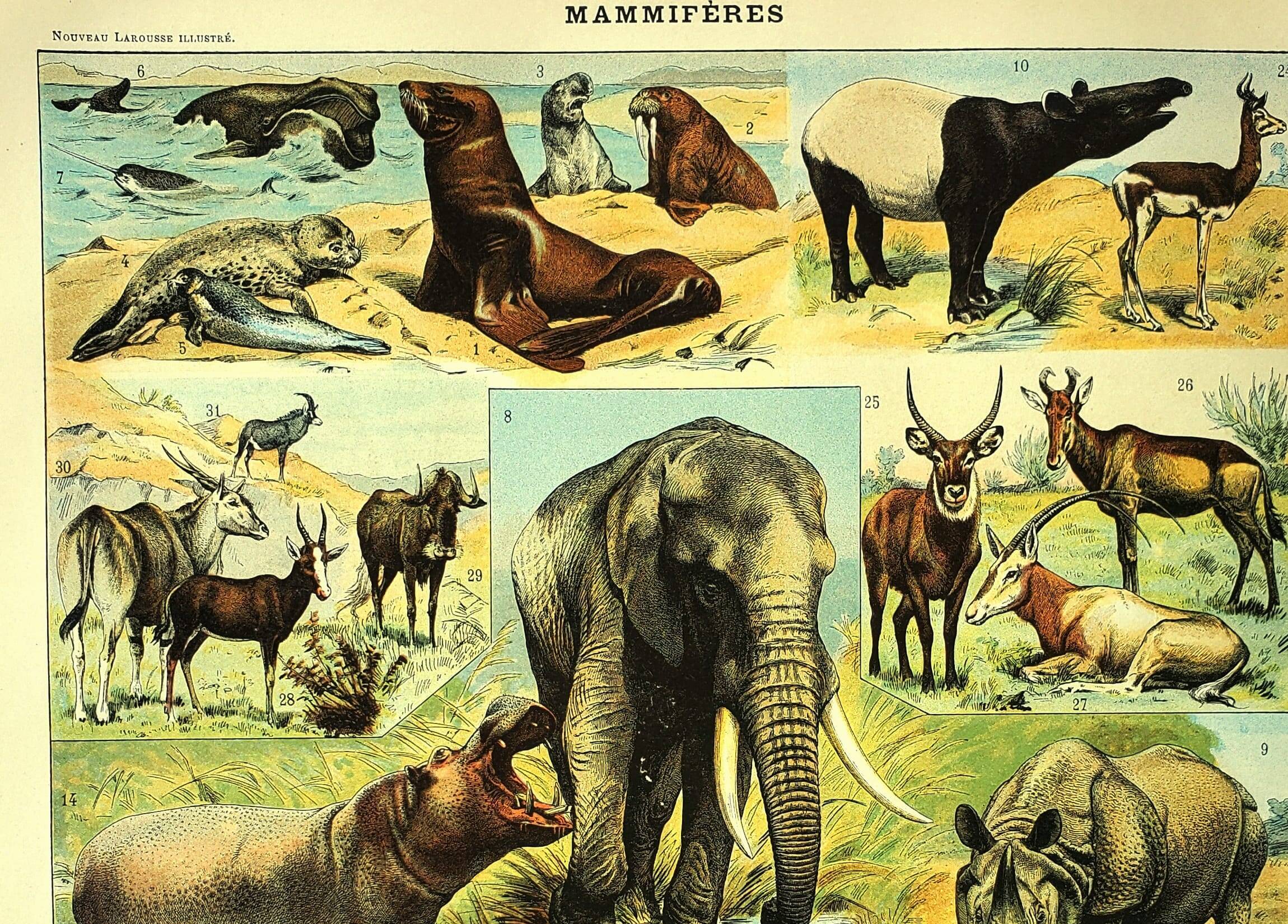 Antique engraving 1897 A. Millot - Mammals 1, animals, zoology