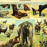 Antique engraving 1897 A. Millot - Mammals 1, animals, zoology