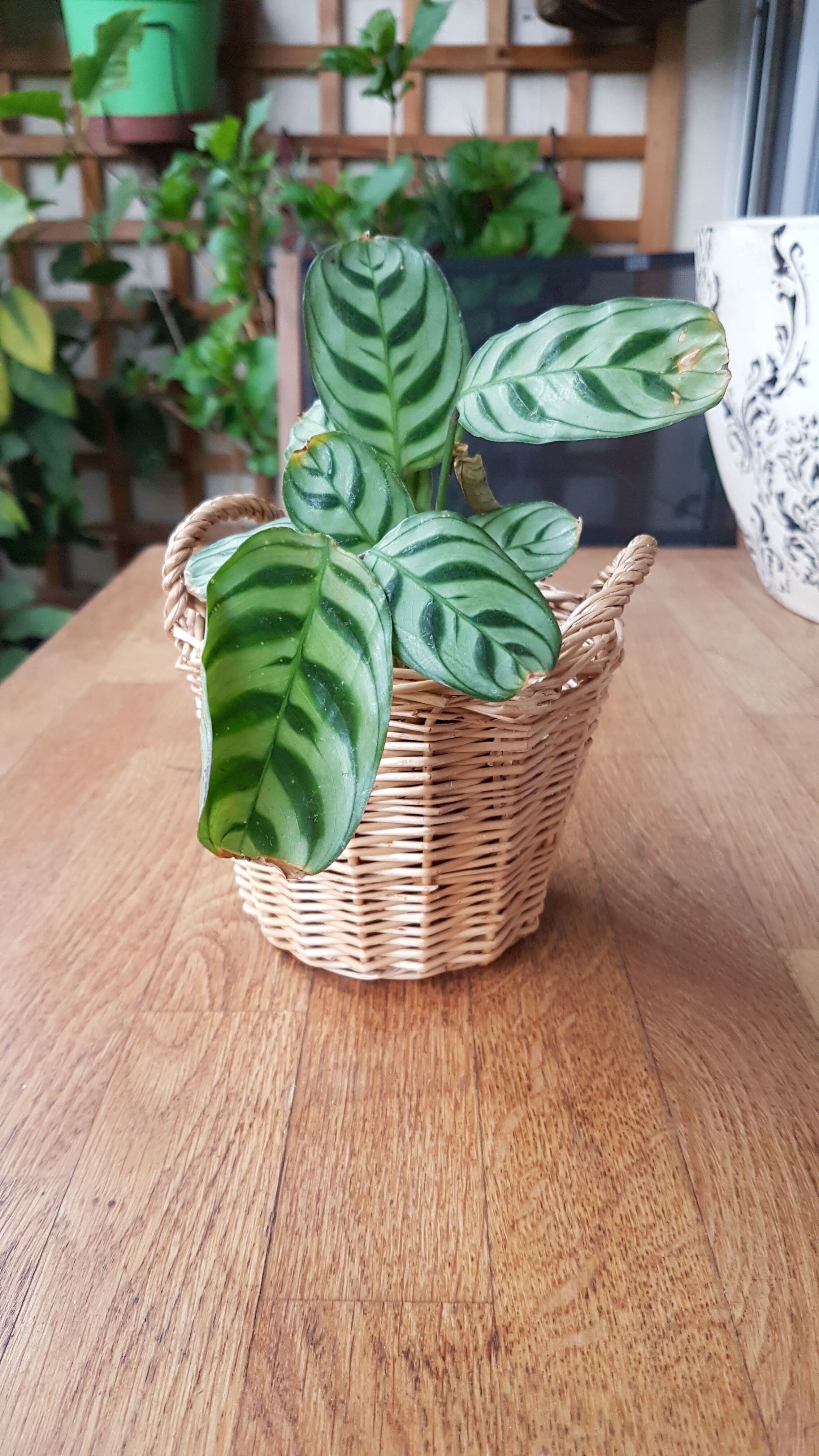 Rattan basket