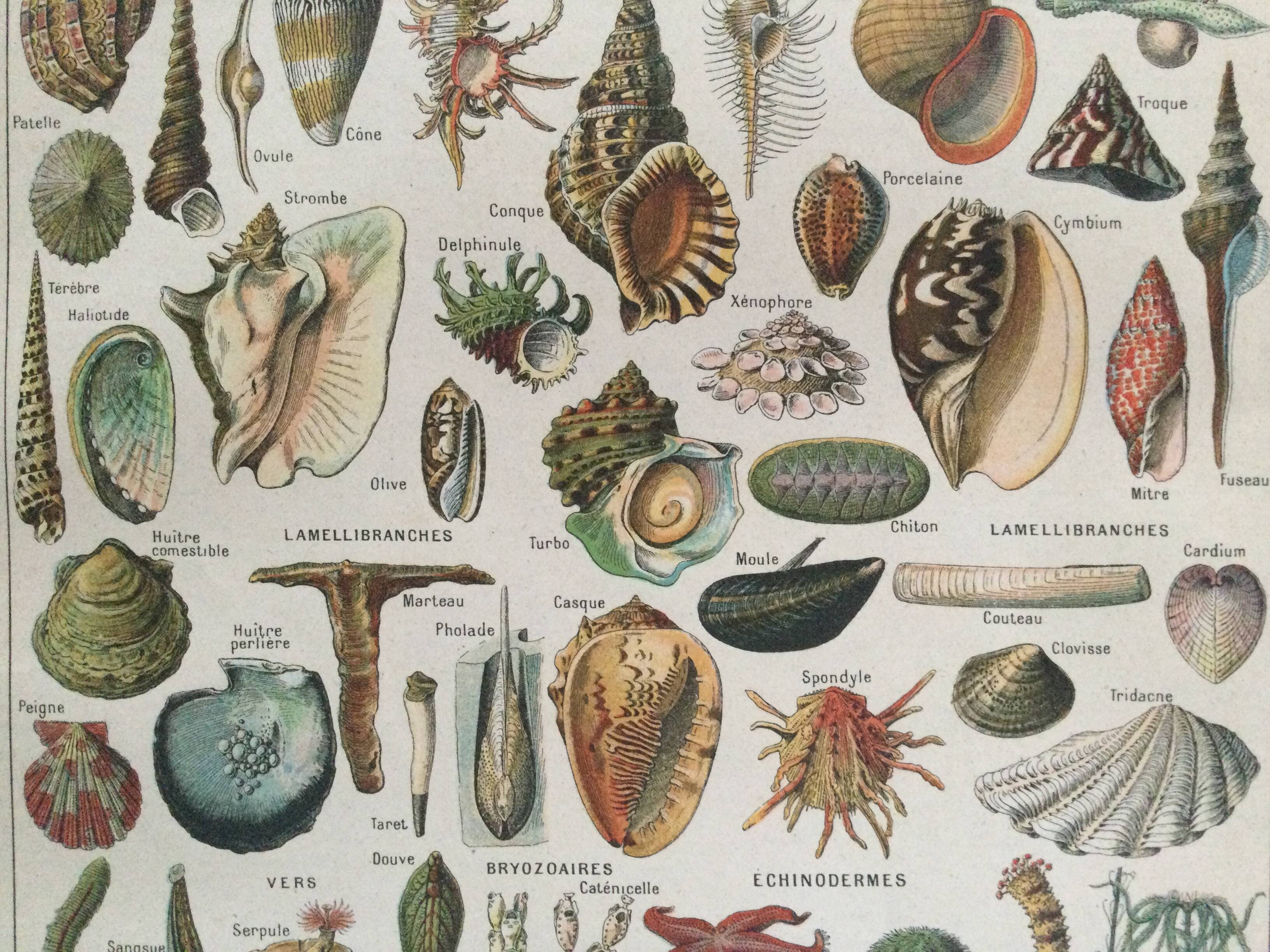 Old engraving 1897 - Molluscs Shells - botanical plate