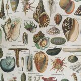 Old engraving 1897 - Molluscs Shells - botanical plate