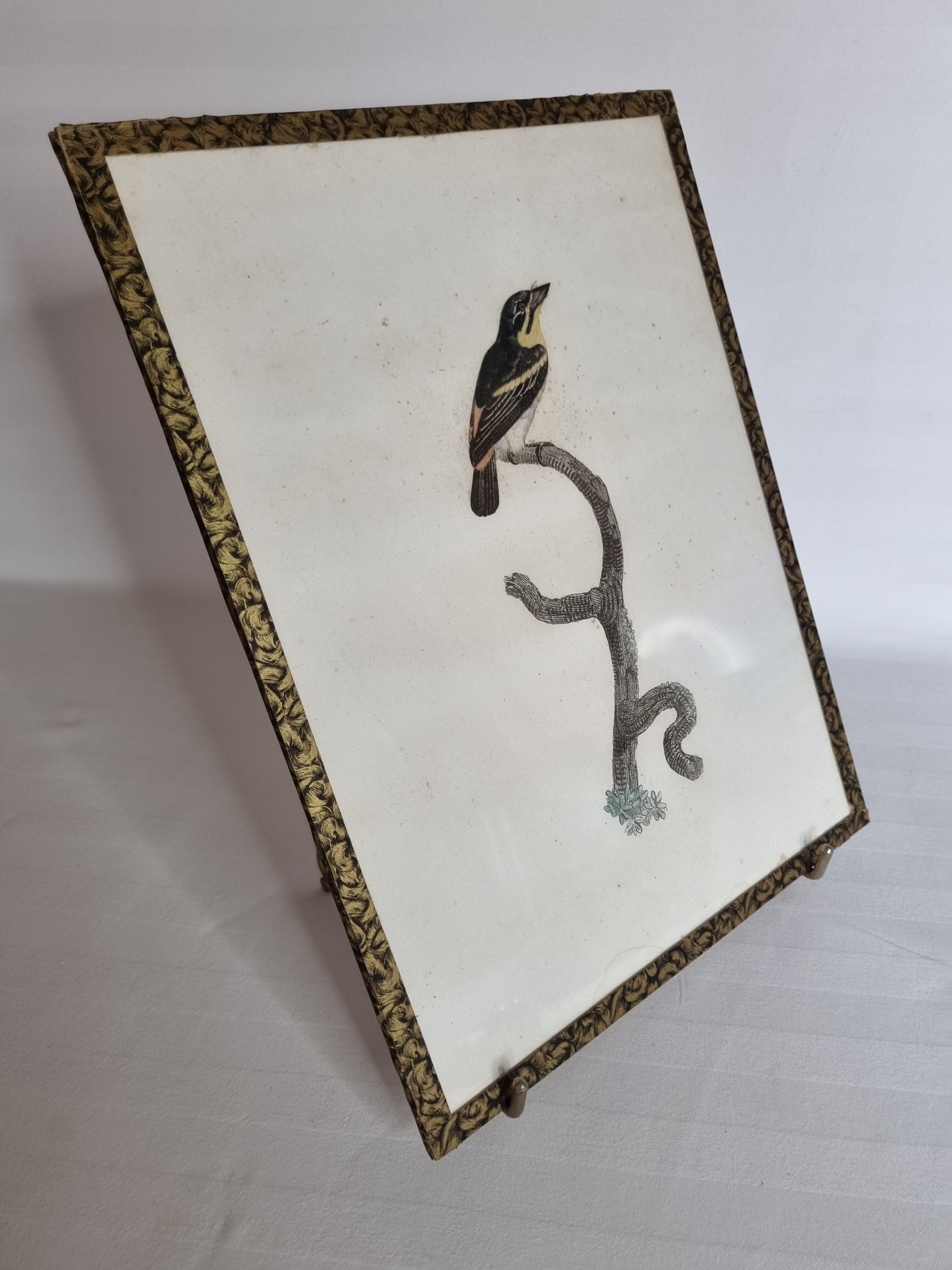 Original engraving of the early nineteenth century, Barbion with red back after Jacques Barraband (1806)