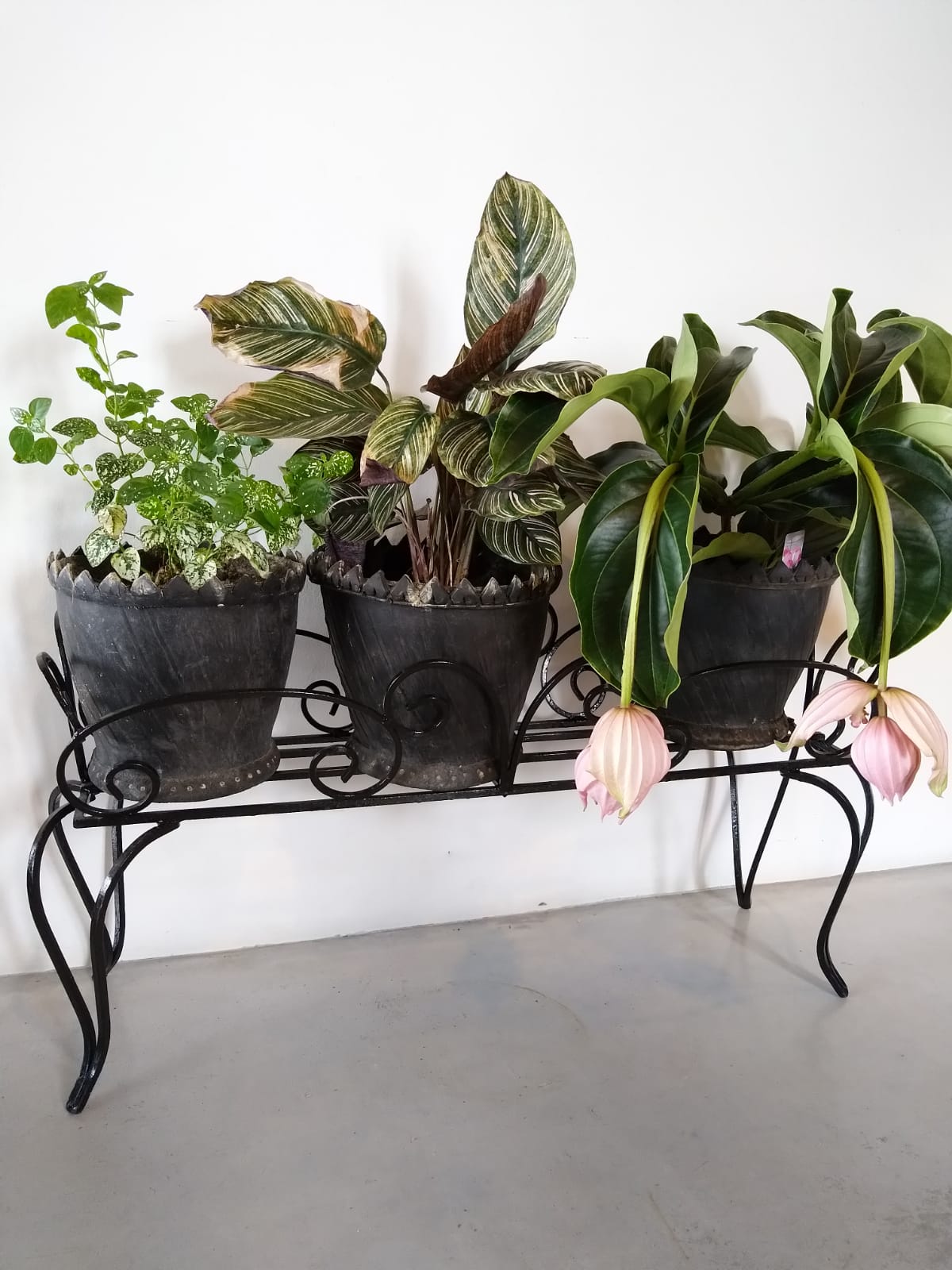 Jardinière en fer forgé