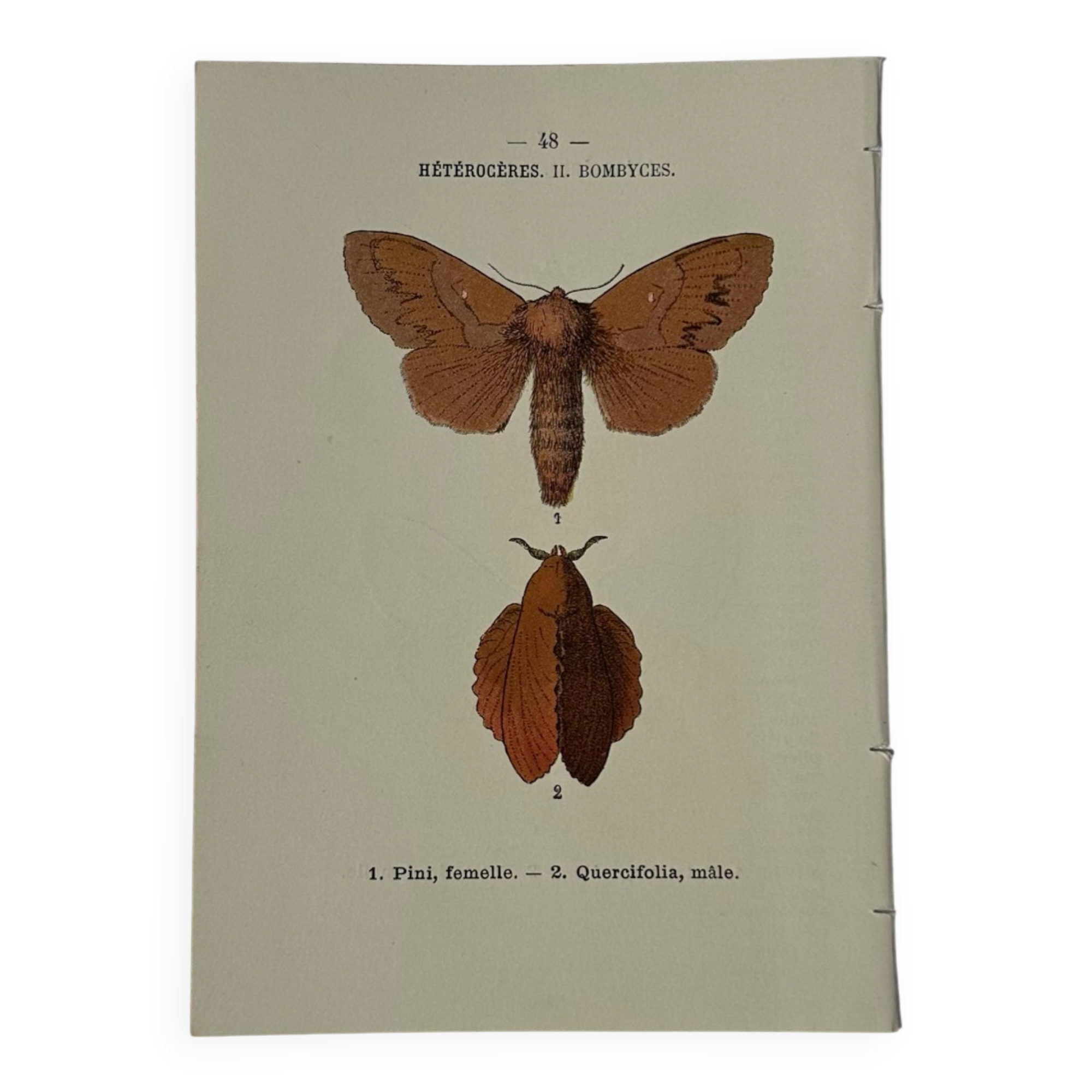 Planche Botanique Gravure Papillon naturaliste ancienne 19eme