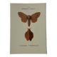 Planche Botanique Gravure Papillon naturaliste ancienne 19eme
