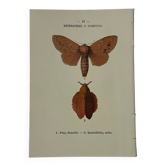 🦋 Botanical Plate Engraving of a Butterfly, 19th Century Naturalist