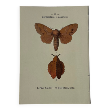 🦋 Botanical Plate Engraving of a Butterfly, 19th Century Naturalist